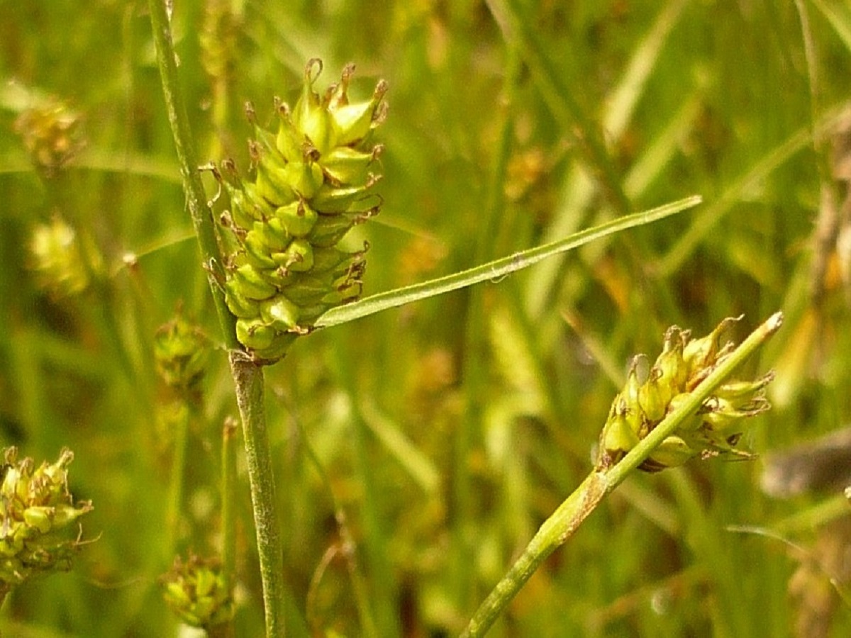 Carex distans (Cyperaceae)